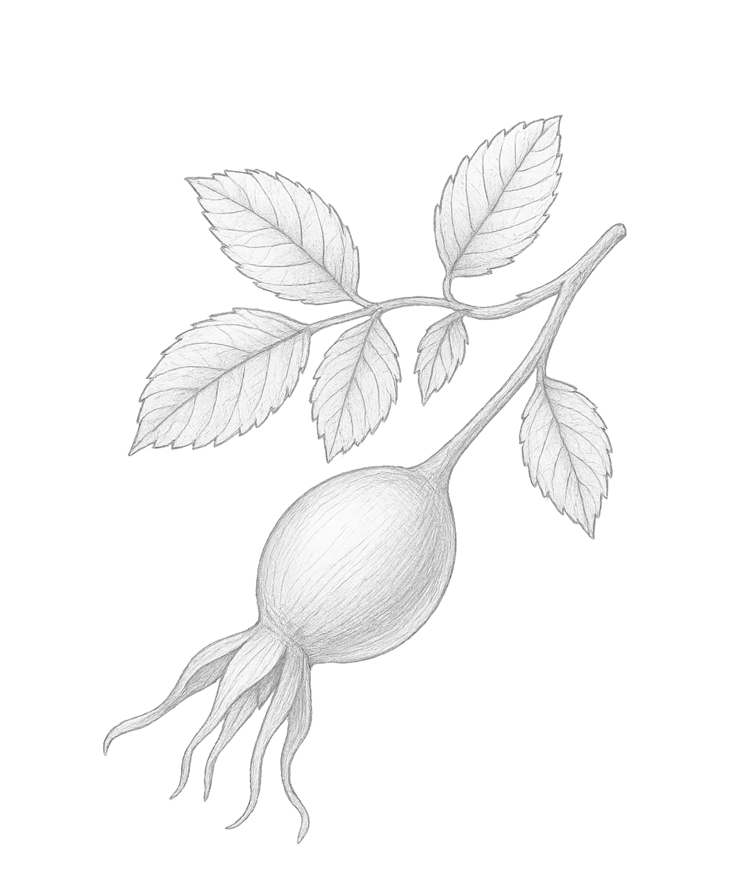 Chleopatra hybenkerneolie rosa canina 571432100009 bær